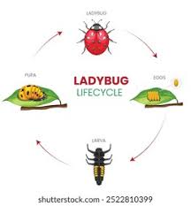 Attēlu rezultāti vaicājumam “Capsus ater imago”