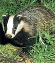 issue of badger culling.