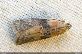 Attēlu rezultāti vaicājumam “Sciota adelphella”