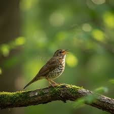 Attēlu rezultāti vaicājumam “Turdus philomelos”