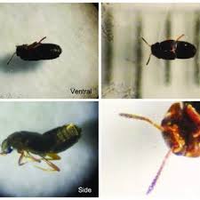 Attēlu rezultāti vaicājumam “Epuraea sp.”