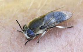 Attēlu rezultāti vaicājumam “Heptatoma pellucens”