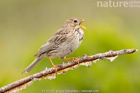Image result for Emberiza calandra