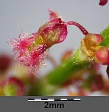 Attēlu rezultāti vaicājumam “Rumex acetosa flower”