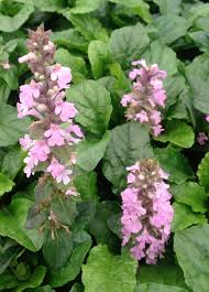 Attēlu rezultāti vaicājumam “Ajuga reptans flower”