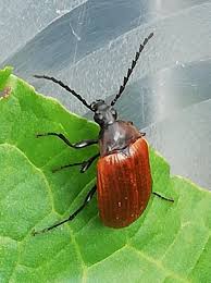 Attēlu rezultāti vaicājumam “Pseudocistela ceramboides”