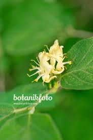 Attēlu rezultāti vaicājumam “Lonicera xylosteum flower”