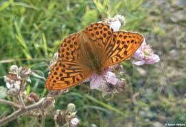 Attēlu rezultāti vaicājumam “Argynnis paphia larva”