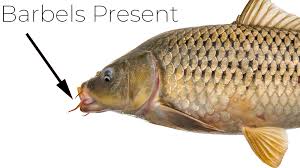 Image result for Cyprinus carpio