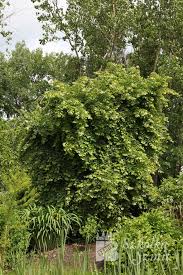 Attēlu rezultāti vaicājumam “Tilia platyphyllos subsp. platyphyllos”