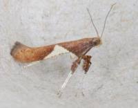 Attēlu rezultāti vaicājumam “Caloptilia stigmatella”