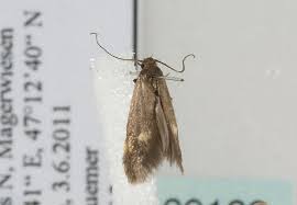 Attēlu rezultāti vaicājumam “Borkhausenia minutella”