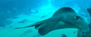 Image result for Bathytoshia brevicaudata