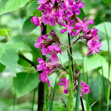 Attēlu rezultāti vaicājumam “Silene viscaria flower”