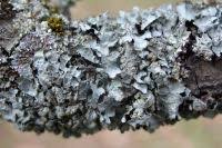 Attēlu rezultāti vaicājumam “Parmelia submontana”