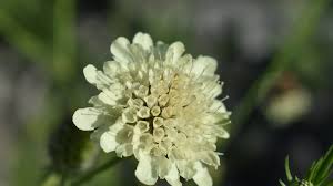 Image result for Scabiosa ochroleuca