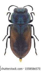 Attēlu rezultāti vaicājumam “Korynetes caeruleus”