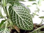 File:<b>Acanthaceae</b> leaf.jpg