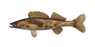 Image result for Sander canadensis