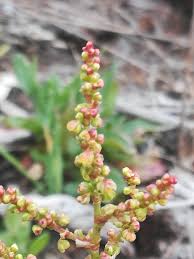 Attēlu rezultāti vaicājumam “Rumex acetosa bud”