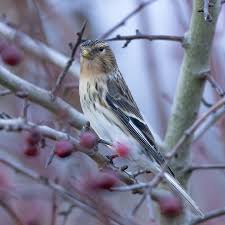 Image result for twite photo