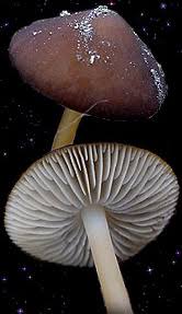 Attēlu rezultāti vaicājumam “Strobilurus esculentus”