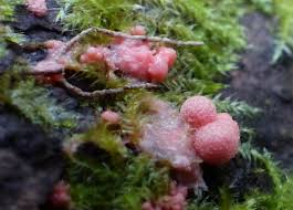 Attēlu rezultāti vaicājumam “Lycogala epidendrum s.str. macro”