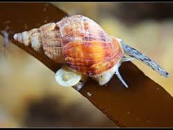 Image result for Buccinum undatum