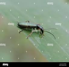 Attēlu rezultāti vaicājumam “Chrysanthia geniculata”