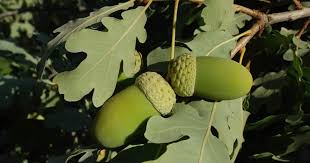 Attēlu rezultāti vaicājumam “Quercus robur”