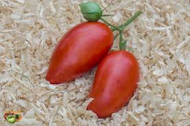 Afbeeldingsresultaat voor amish paste tomato