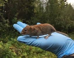 Attēlu rezultāti vaicājumam “Myodes glareolus”