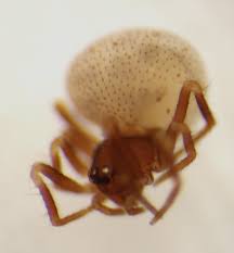Attēlu rezultāti vaicājumam “Neottiura bimaculata female”