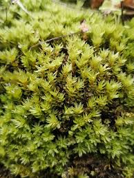 Attēlu rezultāti vaicājumam “Mnium stellare”