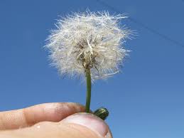 Attēlu rezultāti vaicājumam “Hypochaeris radicata fruit”