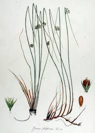 Attēlu rezultāti vaicājumam “Juncus filiformis”