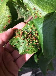 Attēlu rezultāti vaicājumam “Eriophyes tiliae”