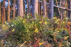 Attēlu rezultāti vaicājumam “Melampyrum pratense leaf”