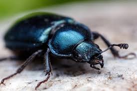 Attēlu rezultāti vaicājumam “Platycerus caraboides”