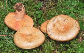 Attēlu rezultāti vaicājumam “Lactarius deterrimus”