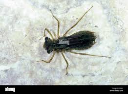 Attēlu rezultāti vaicājumam “Sympetrum flaveolum”