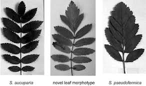 Attēlu rezultāti vaicājumam “Sorbus aucuparia leaf”