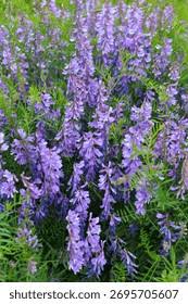 Attēlu rezultāti vaicājumam “Vicia tenuifolia”