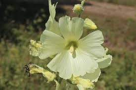 Image result for Alcea rugosa