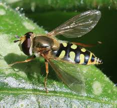 Attēlu rezultāti vaicājumam “Eupeodes corollae”