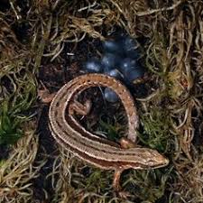 Attēlu rezultāti vaicājumam “Lacerta vivipara female”