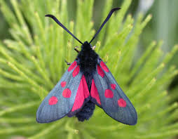Attēlu rezultāti vaicājumam “Zygaena lonicerae”