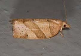 Attēlu rezultāti vaicājumam “Pandemis”