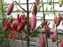 Attēlu rezultāti vaicājumam “Lilium martagon”