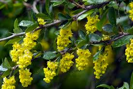 Attēlu rezultāti vaicājumam “Berberis vulgaris”